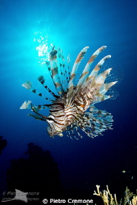 Lionfish in the sun by Pietro Cremone 